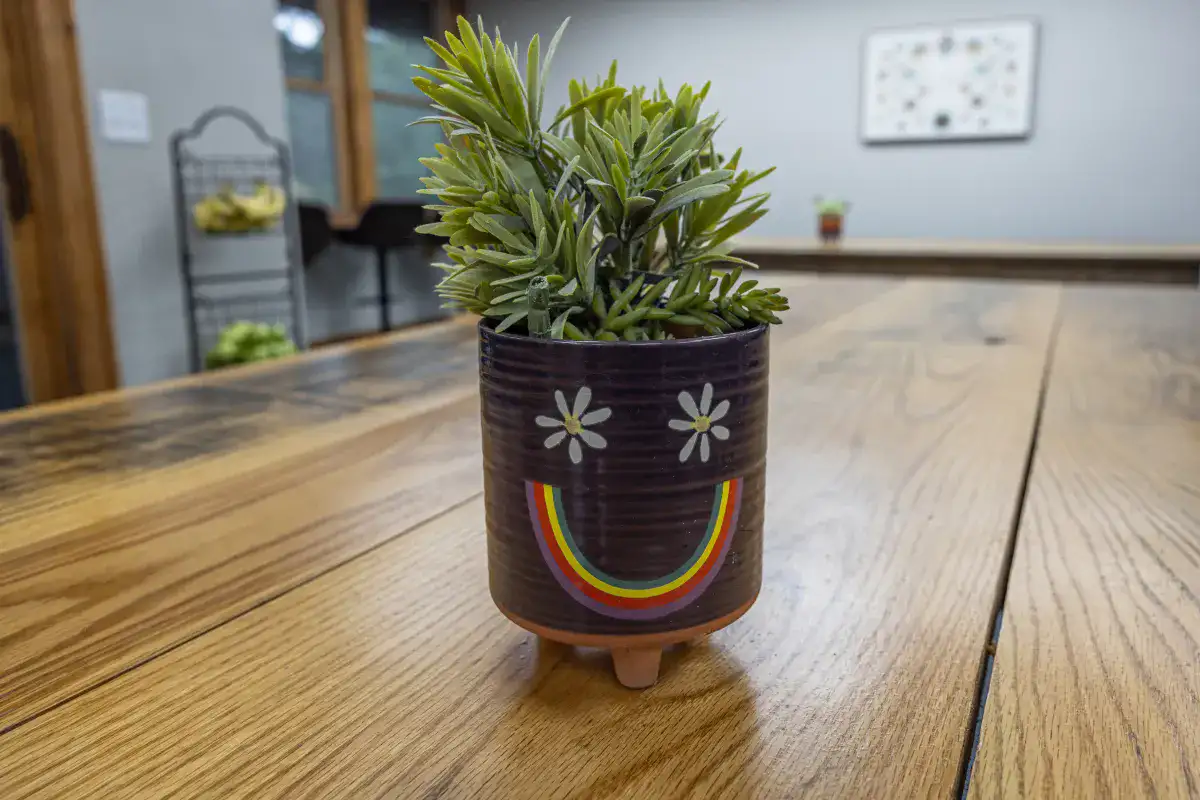 A small potted plant with a rainbow smiley face sitting on a picnic table at Lake House Academy.